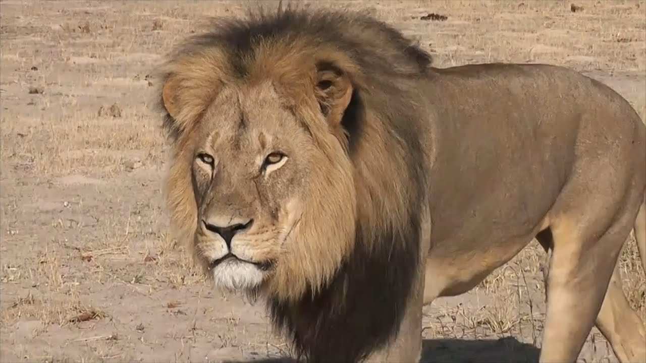 ITV News follows professional hunters in South Africa