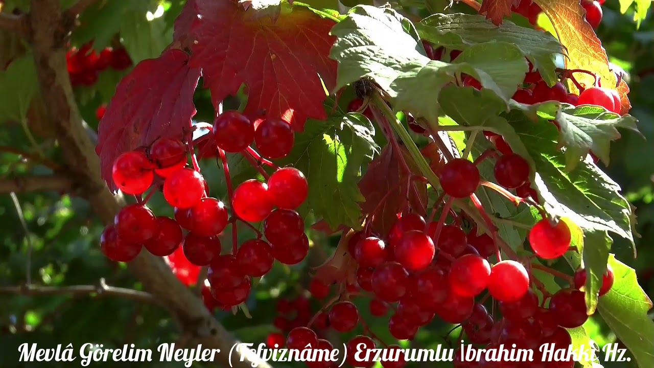 Mevlâ Görelim Neyler🍁 ERZURUM(Tefviznâme)Erzurumlu İbrahim Hakkı Hz.