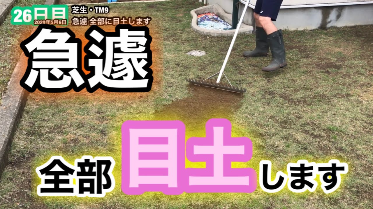 【芝生壊滅・TM9】26日目　急遽全部に目土します