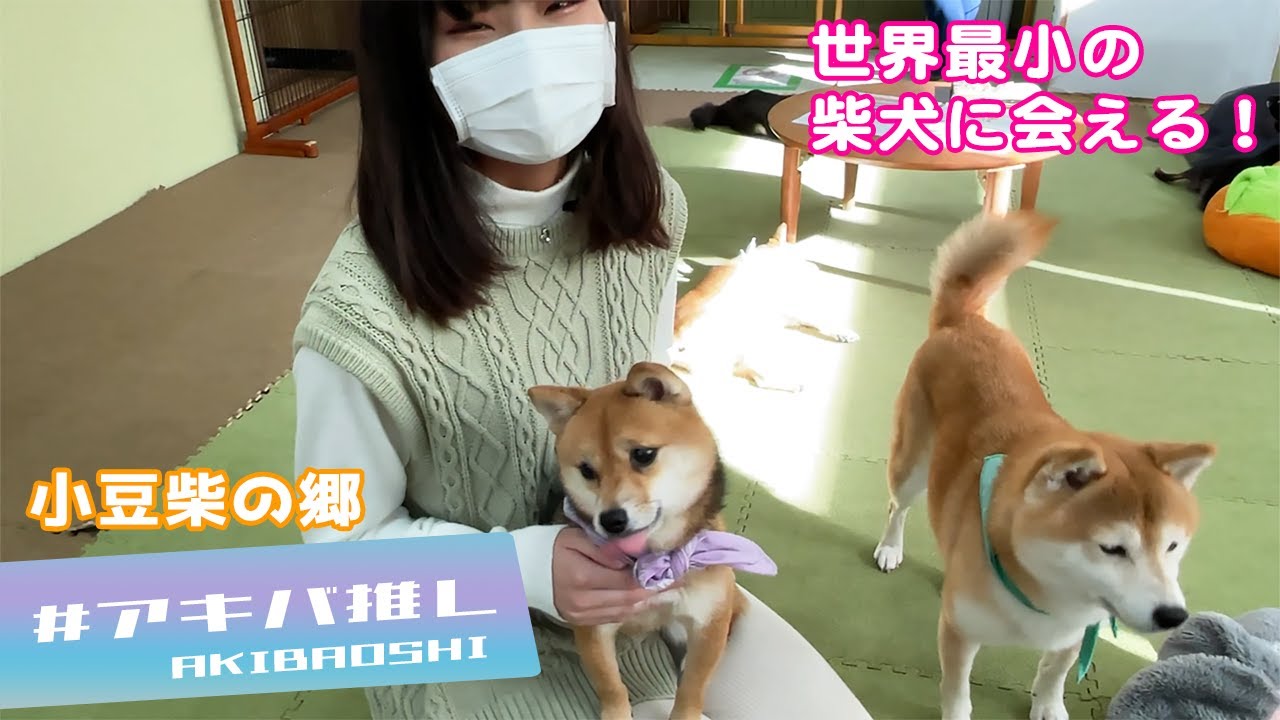 #アキバ推し 第11回 小豆柴の郷