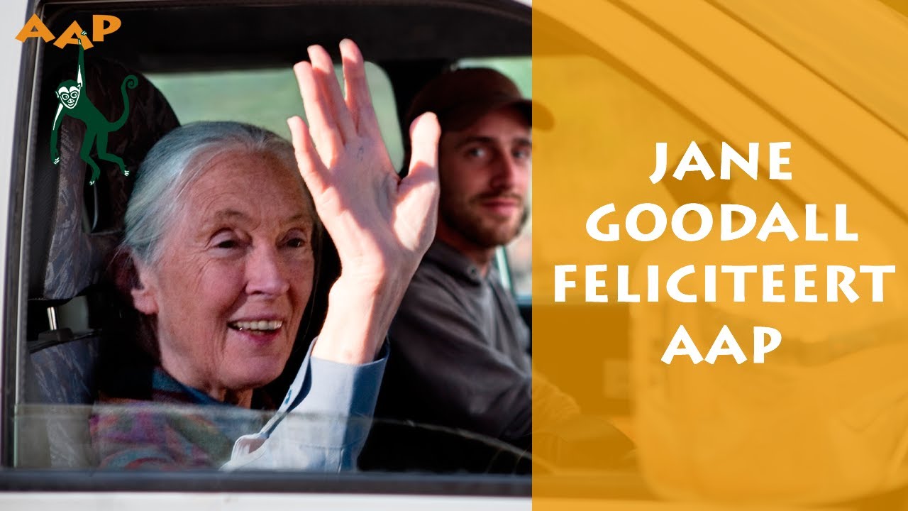 AAP bestaat 50 jaar: hartverwarmende woorden van Jane Goodall - Stichting AAP