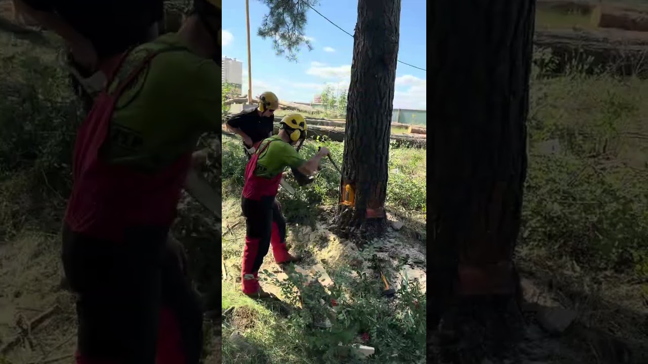 Направлеенное удаление дерева🪾 #arborist #treeclimber #treeremoval