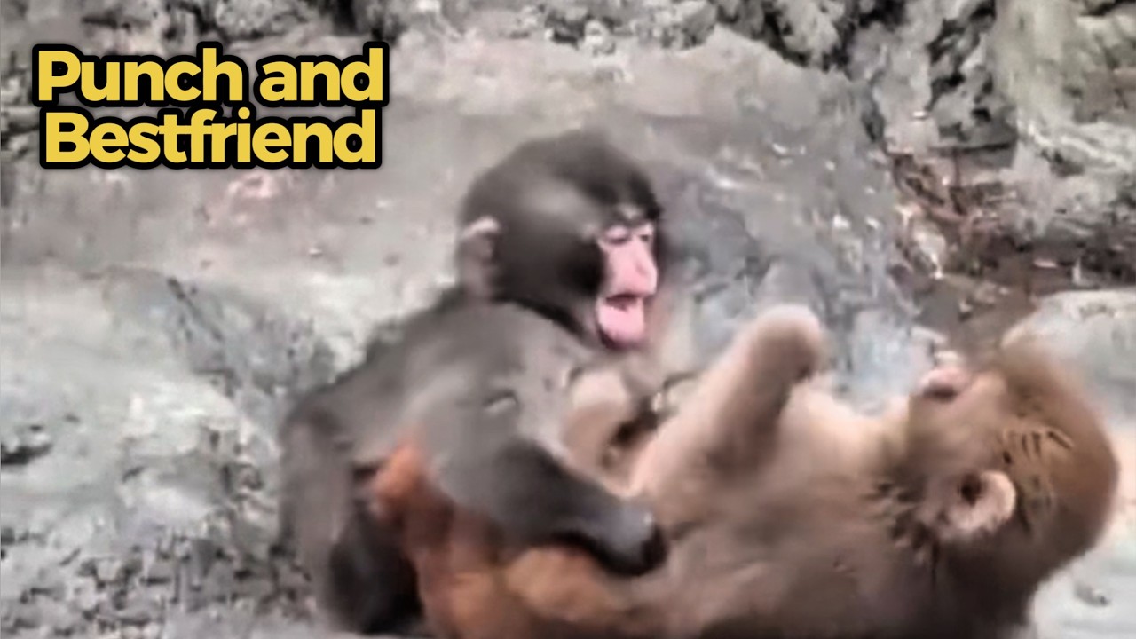 3 минуты лучших моментов с Панчем и Мо-Чан 🐒♥️