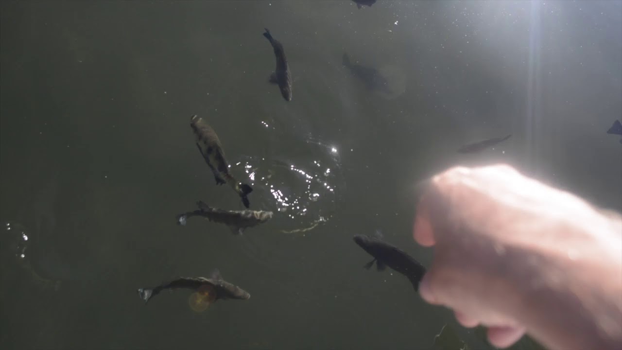 Chamberlain gorge and feeding archerfish at El Questro.