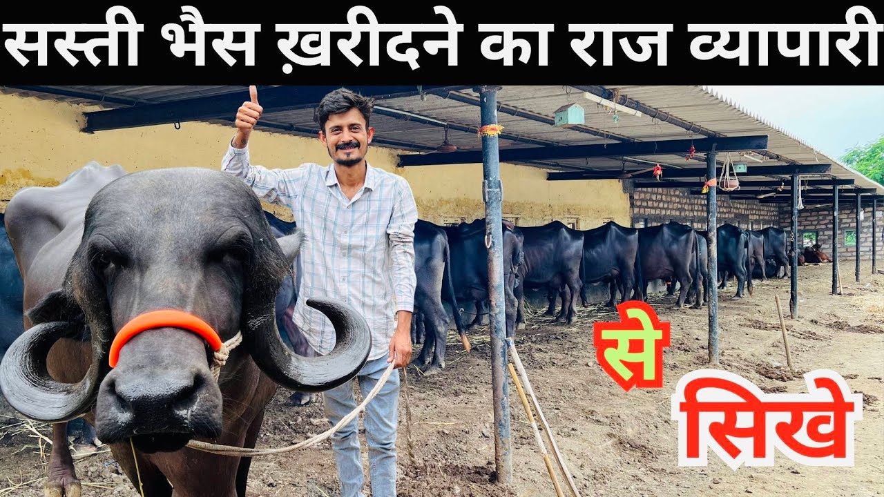 सस्ती भैस ख़रीदने का राज व्यापारी से सीखें 🤷‍♂️#buffalofarming#dairysolutionbysatish#