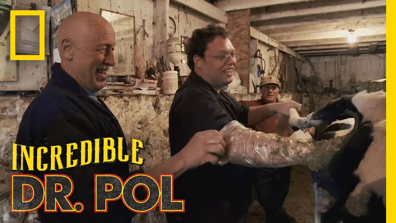 Massaging a Cow Uterus | The Incredible Dr. Pol