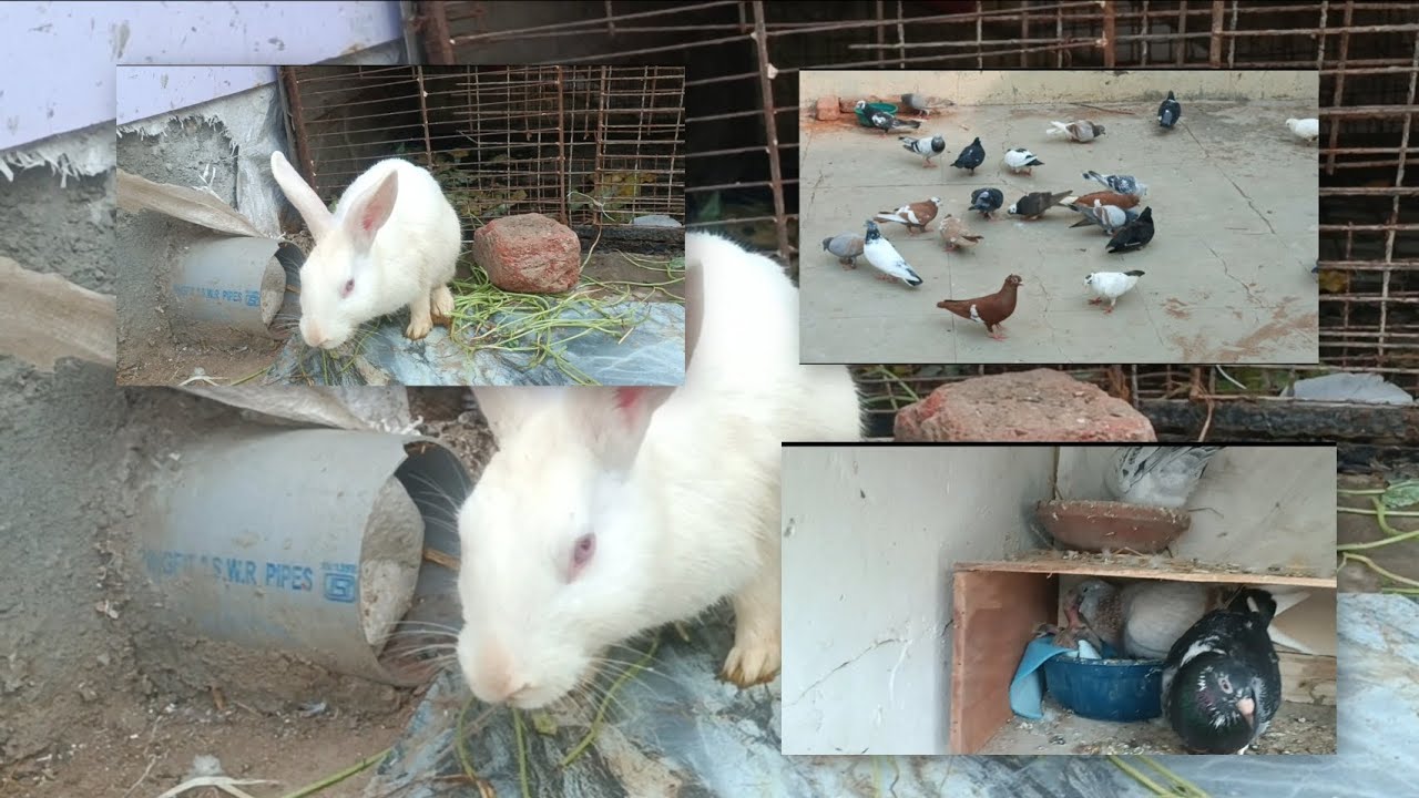 Vlog 61😻🦅New pairs ne bhi ande de diye #foryou #pigeon #trending #viral #trend #explore #viralvideos