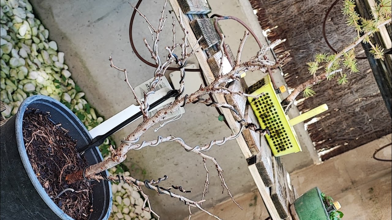 Primer diseño de Prunus Incisa Kojo No Mai (Cerezo Japones) - Taller de Bonsaideas (06/11/2021)