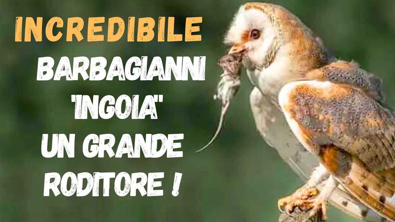 Incredibile! Barbagianni ingoia un grande roditore!