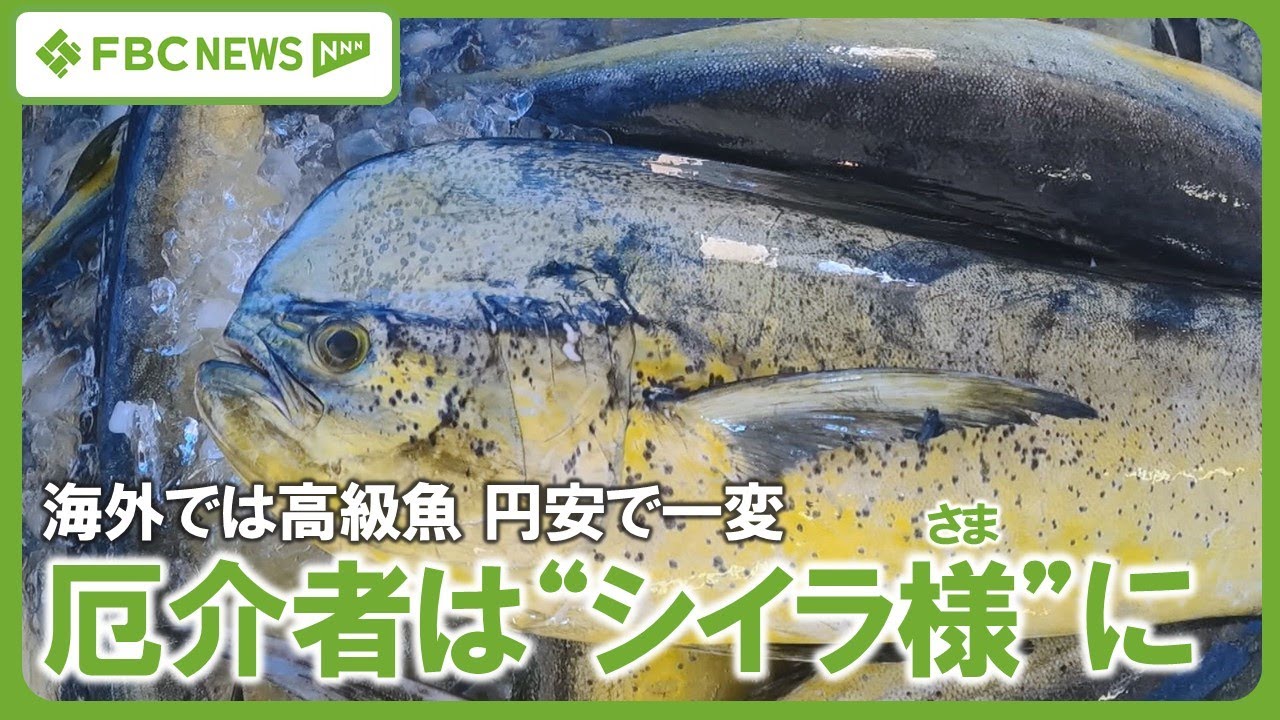 【特集】厄介者の大型魚&ldquo;シイラ&rdquo;　価格急騰で一転、漁師「シイラ様」に　海外では高級魚、円安で輸出増加　温暖化で県内漁獲量も増加