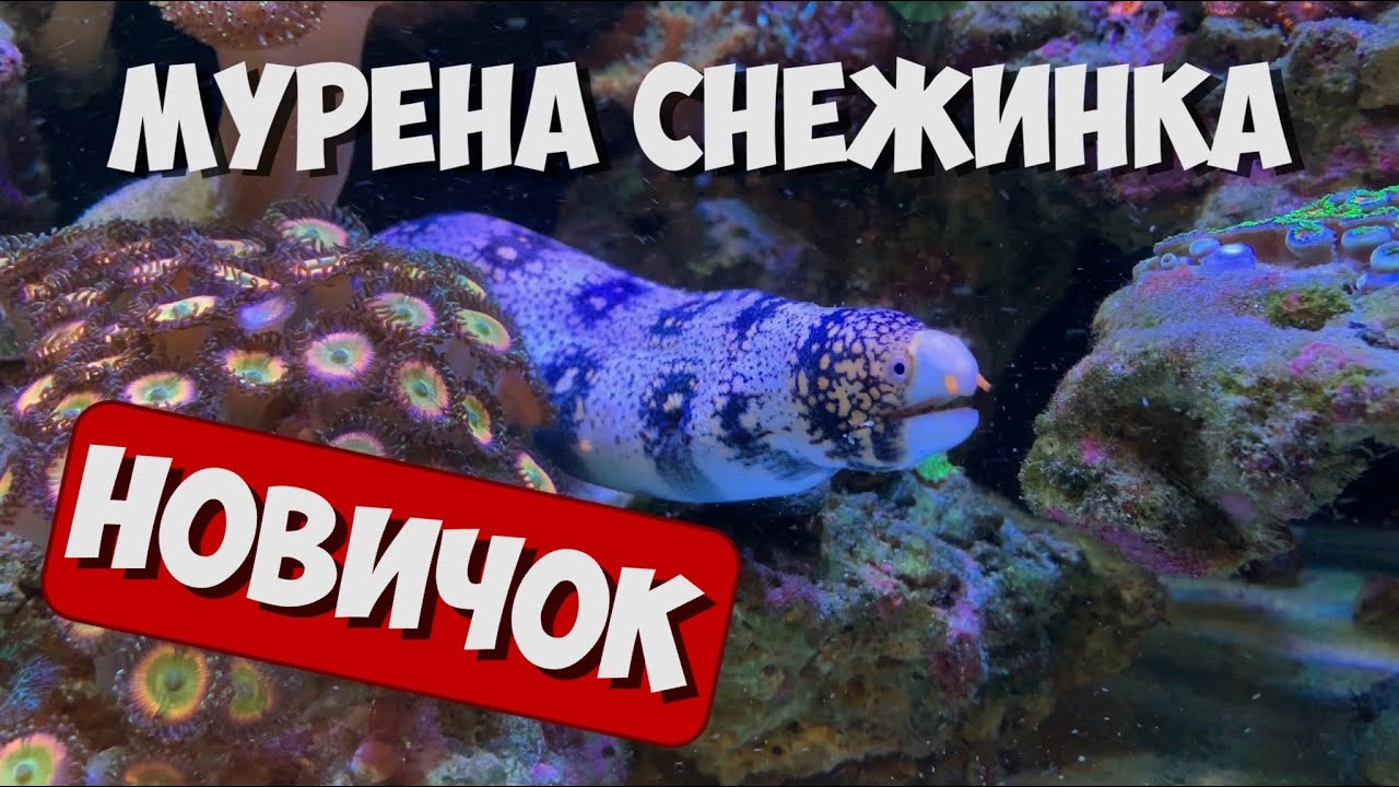 Новичок Мурена Ехидна (снежинка) | Морской аквариум