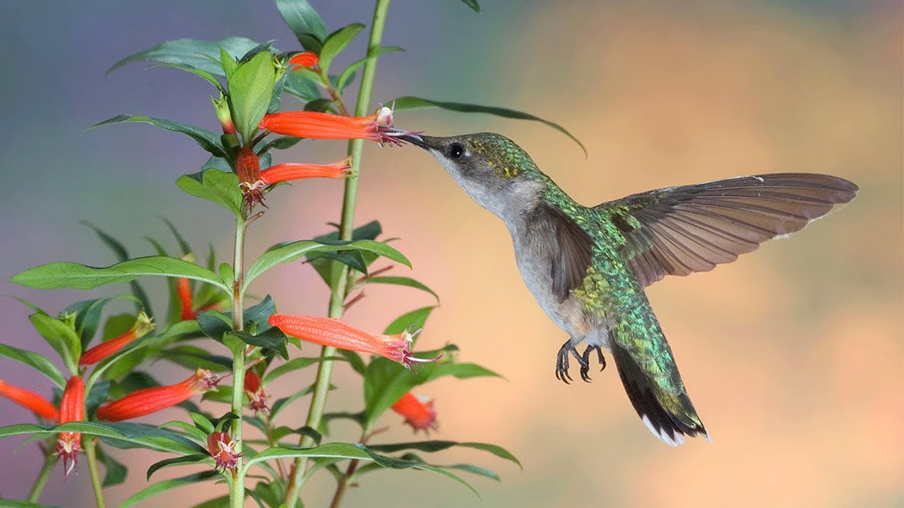 Introducing Our Newest Favorite Hummingbird Plant • Cuphea or Firecracker Flower!