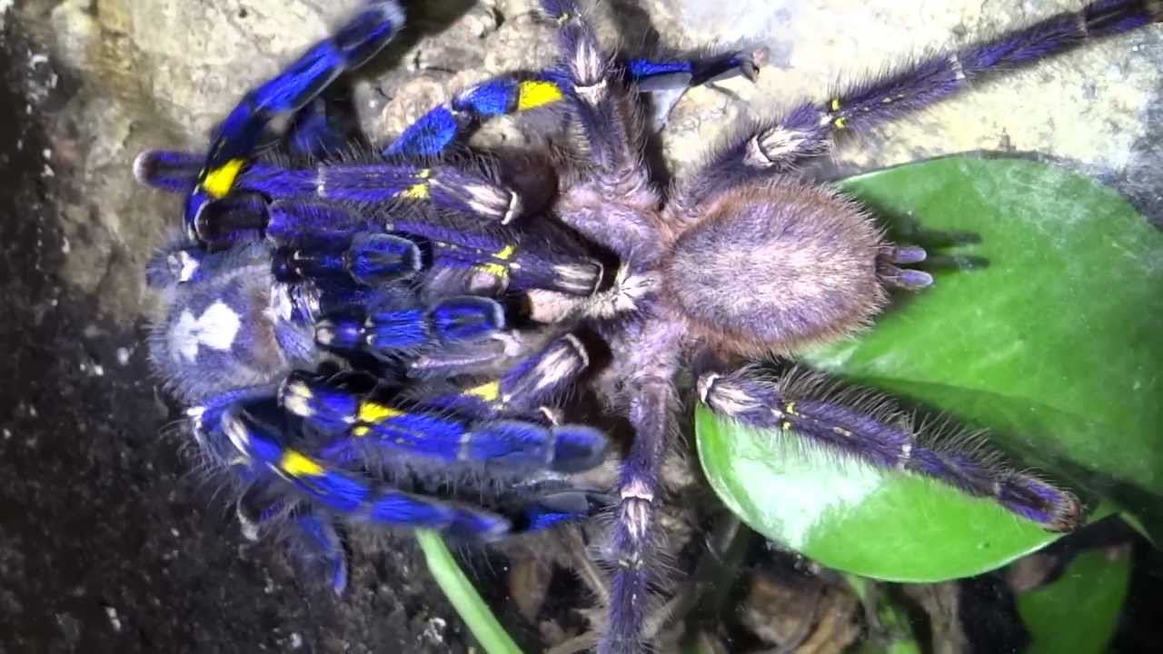 Poecilotheria metallica Paarung (mating)