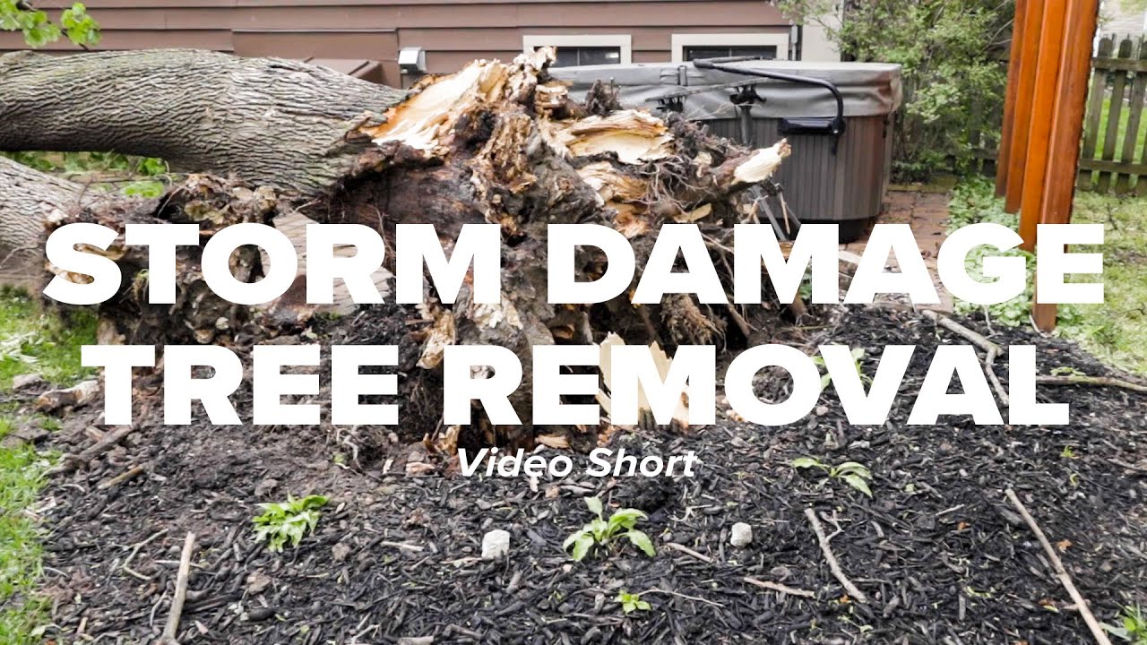 Storm Damage Tree Removal Short