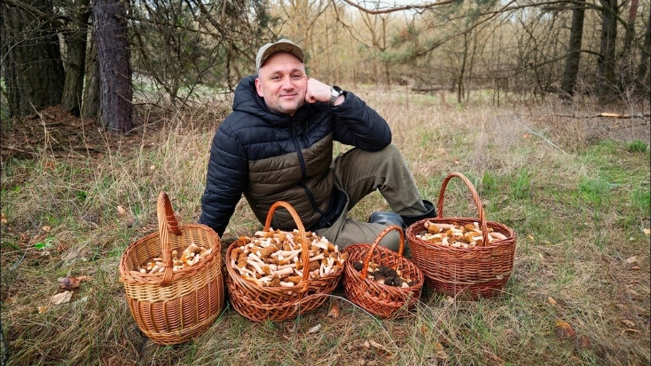 Шикарный сбор весенних грибов. Сморчки конические и сморчковые шапочки.