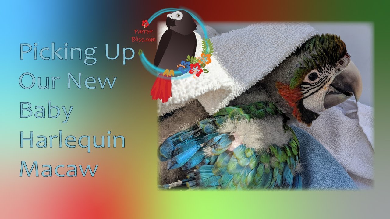 Meeting My Baby Macaw
