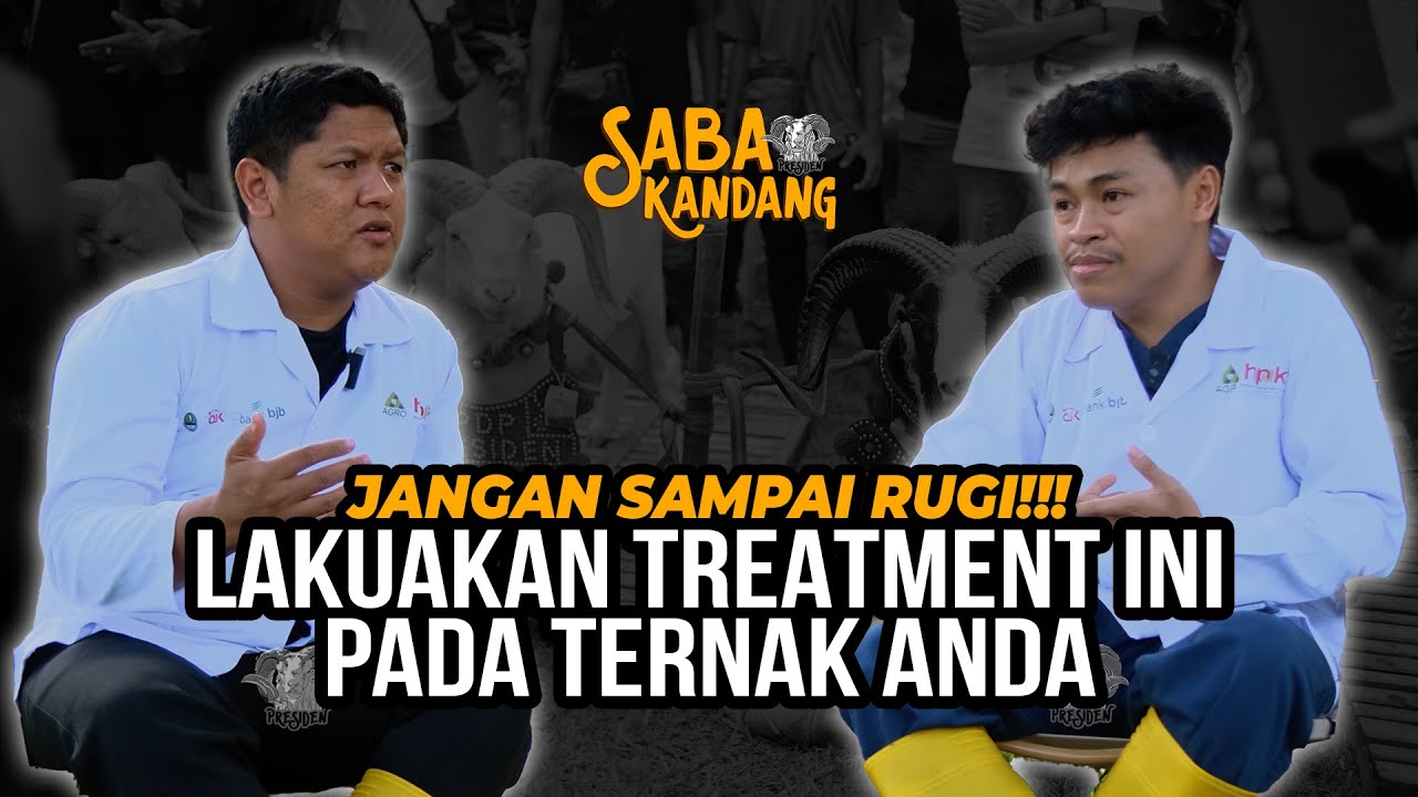 INI ILMU !!! BONGKAR TUNTAS PERAWATAN BREEDING DOMBA DARI PEMILIHAN INDUK SAMPAI ANAK DOMBA LAHIR