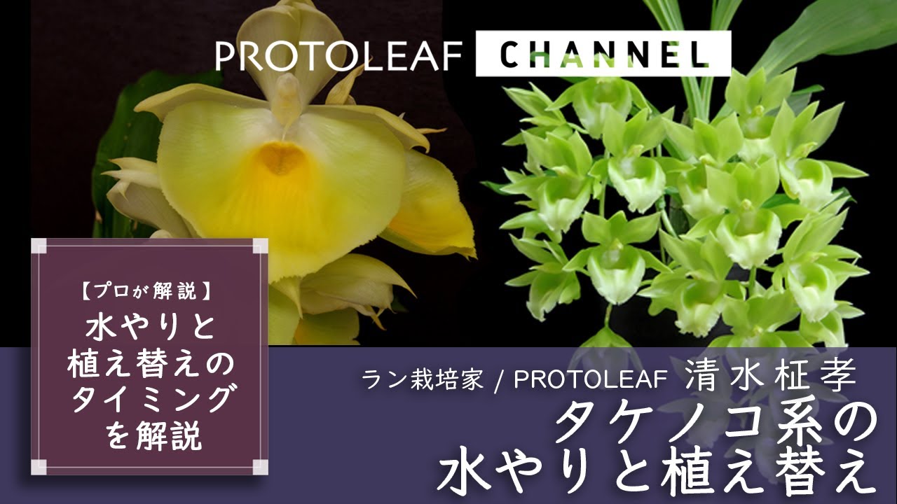 【プロが解説】タケノコ系の水やりと植え替えのポイント