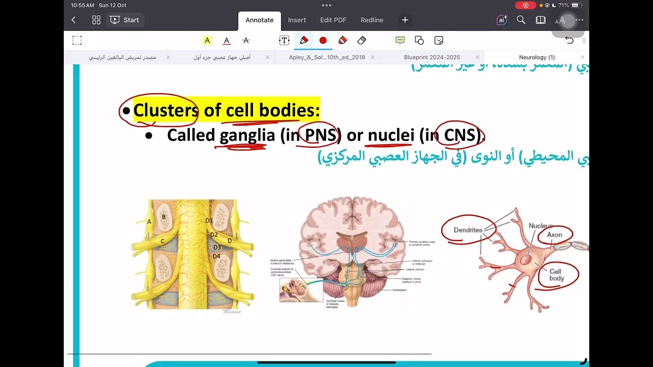 تمريض البالغين/ الجهاز العصبي /المحاضرة الاولى ( الجزء الاول )