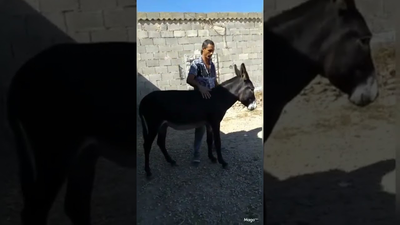 gitanos de epila zaragoza caballos