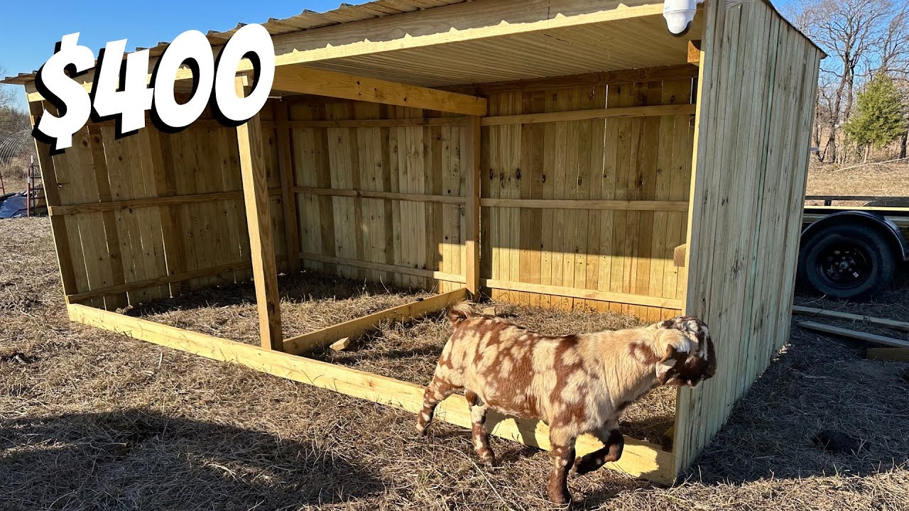 ULTIMATE LOAFING SHED!