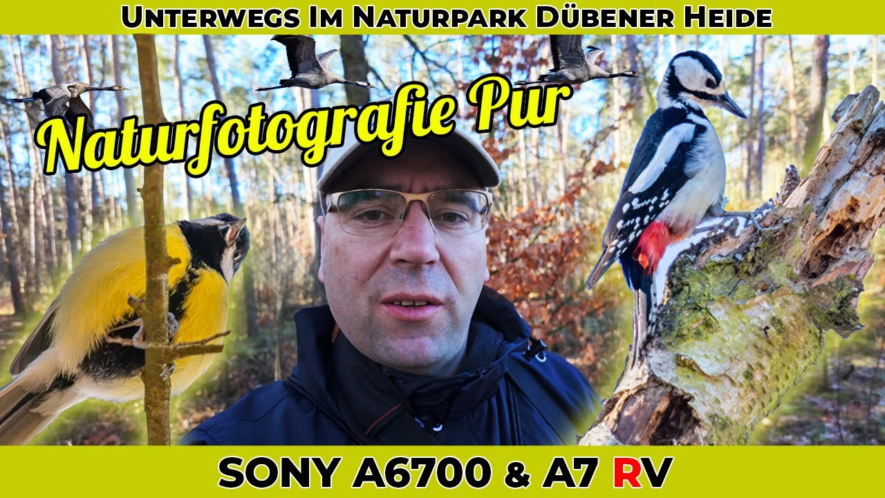 Naturfotografie im Naturpark Dübener Heide - Sony A6700 - Sony A7 RV - Ein Waldspaziergang
