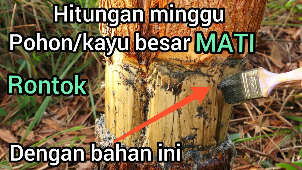 Cara mematikan pohon/kayu besar dengan oli bekas tanpa harus mengeluarkan biaya.