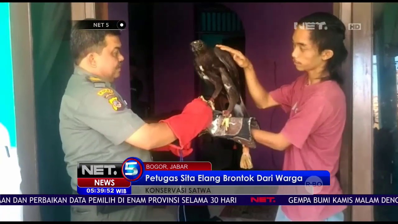 Termasuk Burung Dilindungi, Petugas Sita Elang Brontok Dari Warga- NET 5