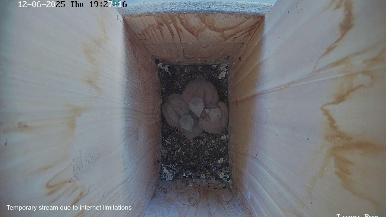 Kestrel Live (Somerset Barn Owl)