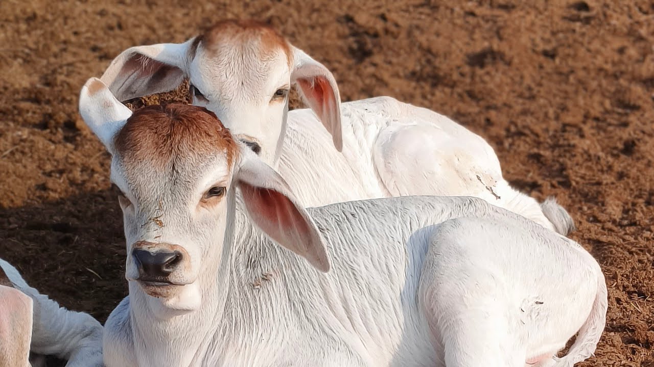 cow is tha best is live! ek dusre ke samne nahin bol rahi hai