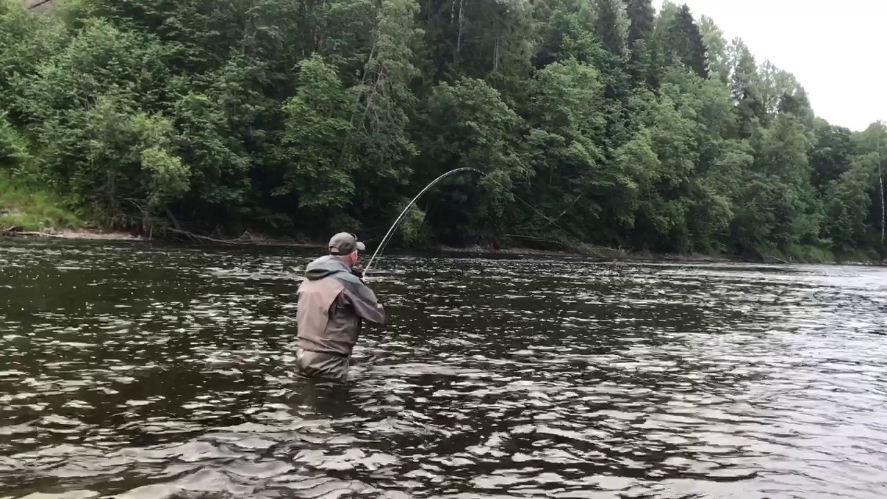 Laksefiske Brufoss Numedalslågen