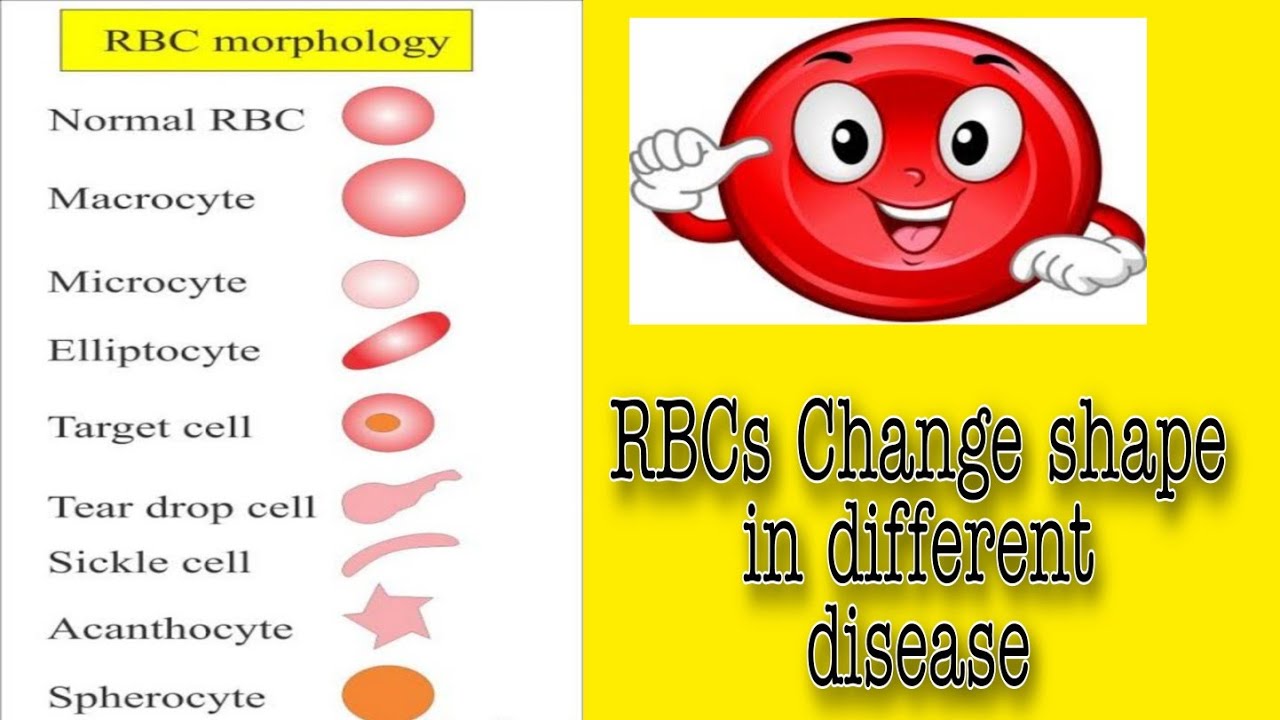 RBC Morphology (Lecture No 1)