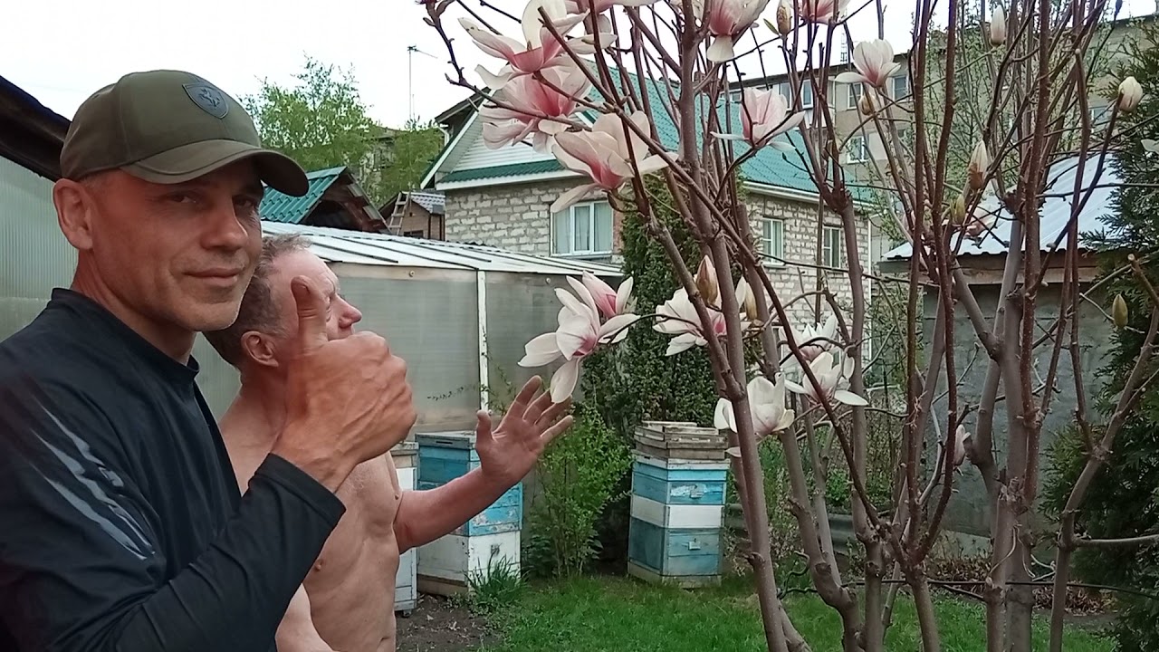 Магнолия Суланжа ( Magnolia soulangeana) цветёт в Челябинске.