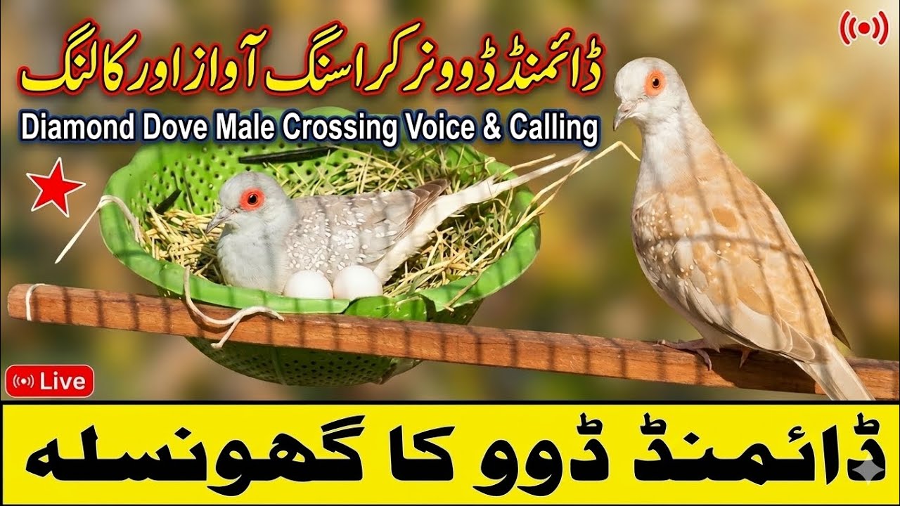 Diamond Dove 🕊️ Male crossing voice and calling|Diamond Dove 🕊️ Nest 