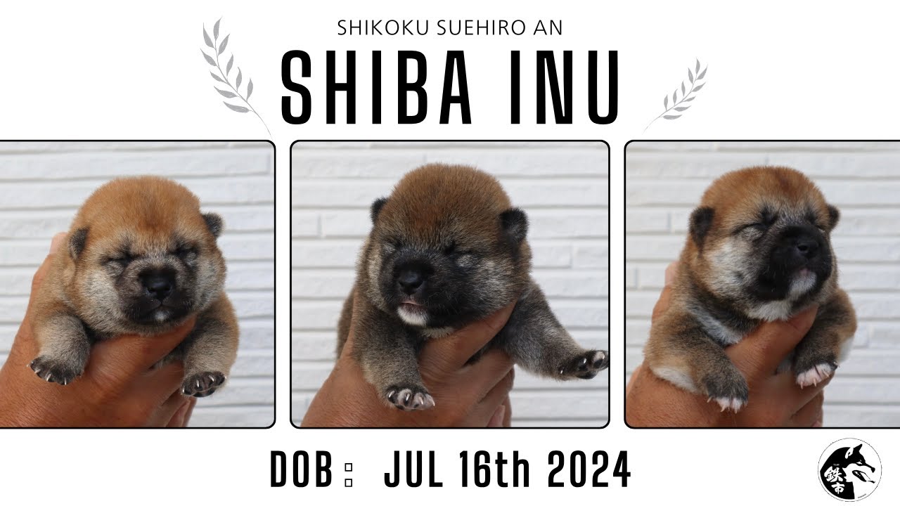 【柴犬】成長記録🐶龍くんと愛ちゃんの子犬たち😊生後１０日