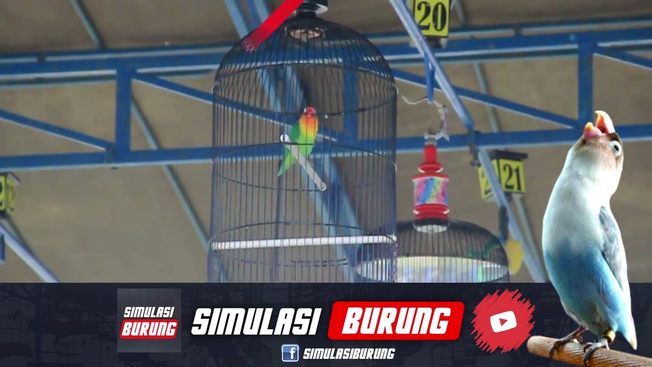 SIMULASI LOMBA LOVEBIRD KONSLET