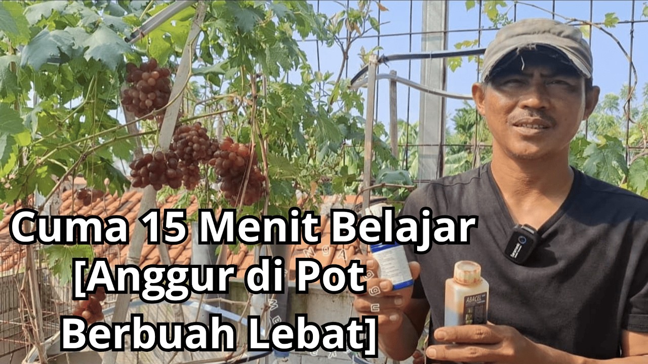 Cuma 15 Menit Belajar! Cara Menanam Anggur di Pot Cepat Berbuah Lebat