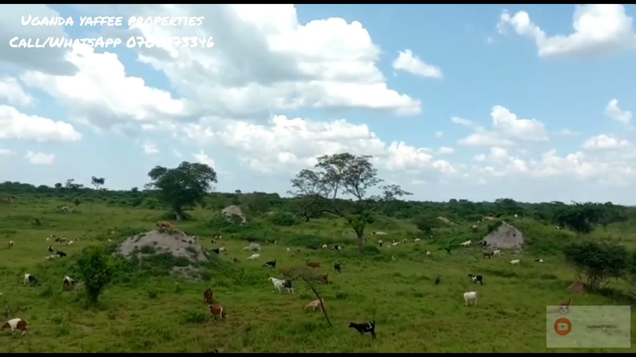 Продаётся участок земли площадью 2 кв. мили в Луверо | цена 4,7 млн ​​за акр