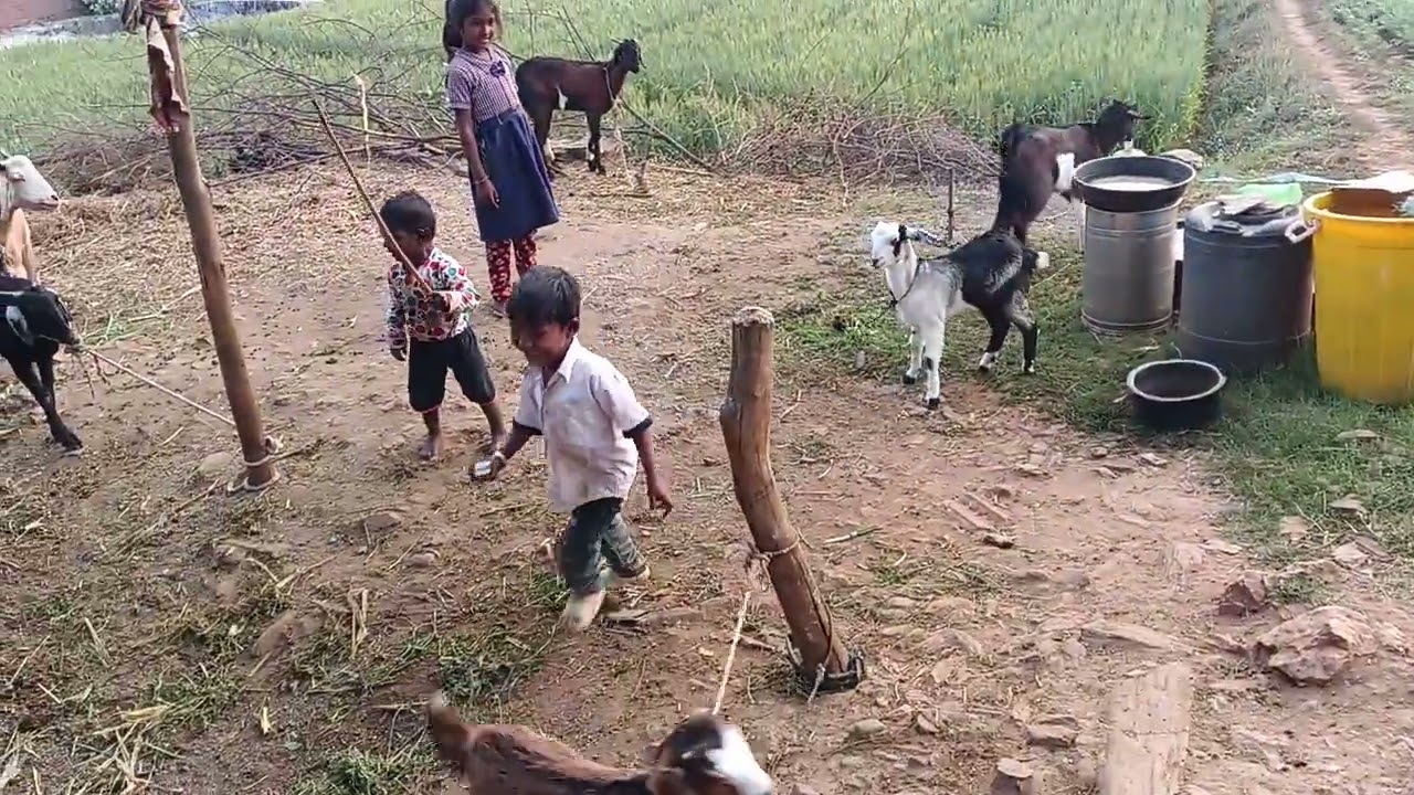 જંગલ વિસ્તાર નો વિડિયો new status video 2026 Dahod જંગલ/ભારત નો જંગલ#જંગલ #moralstories