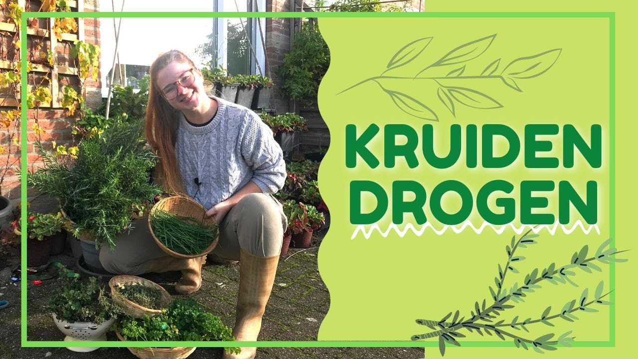 LAATSTE KRUIDEN OOGST | Kruiden Drogen | Moestuin Tips