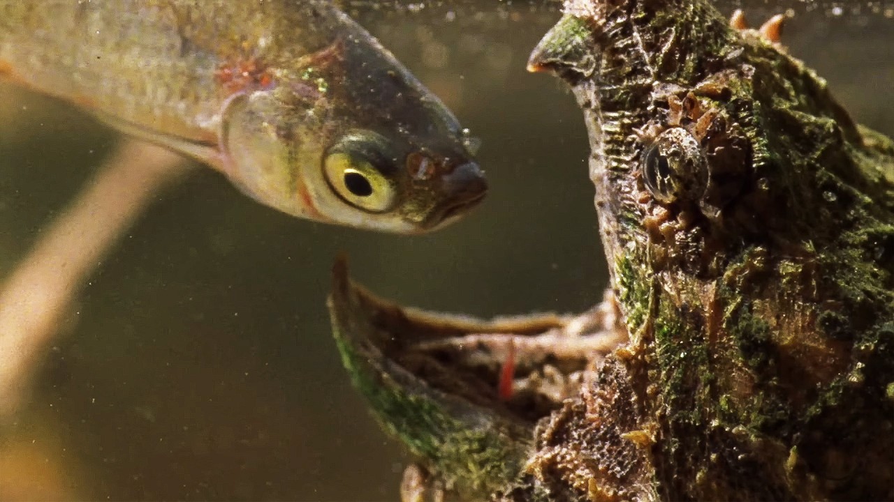 The Elusive 'Swamp Monsters' Of Louisiana | Our World