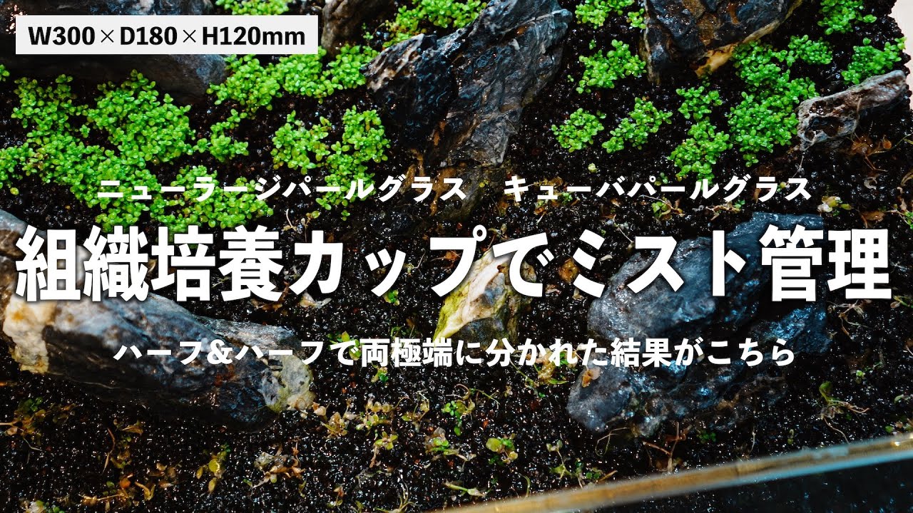 【水草ミスト管理】水草の調子が悪くても最後までミスト式を頑張ったらやっぱりこうなりました。