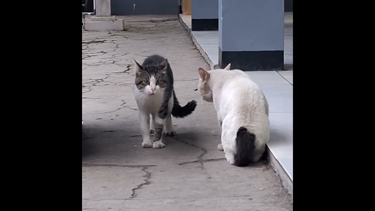 Kucing opat kucing berantem