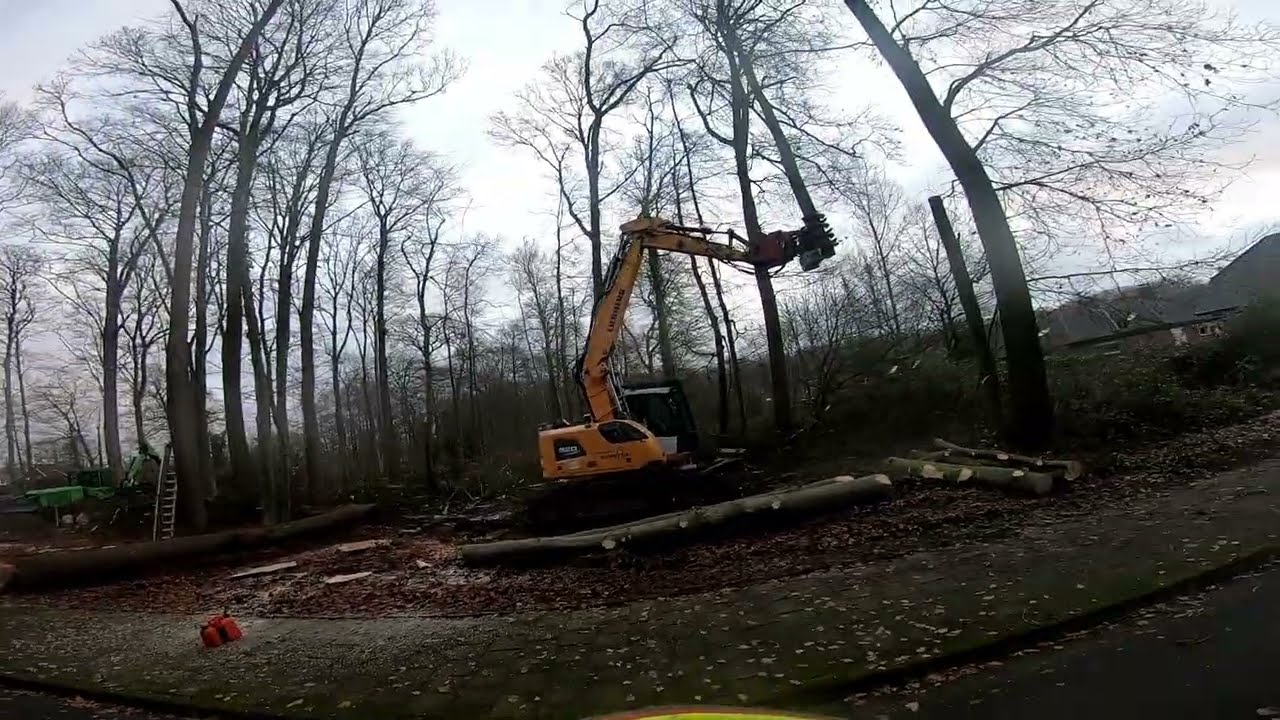 Dicke Eichen fällen | Verkehrssicherung | Wertholz | Teil 11