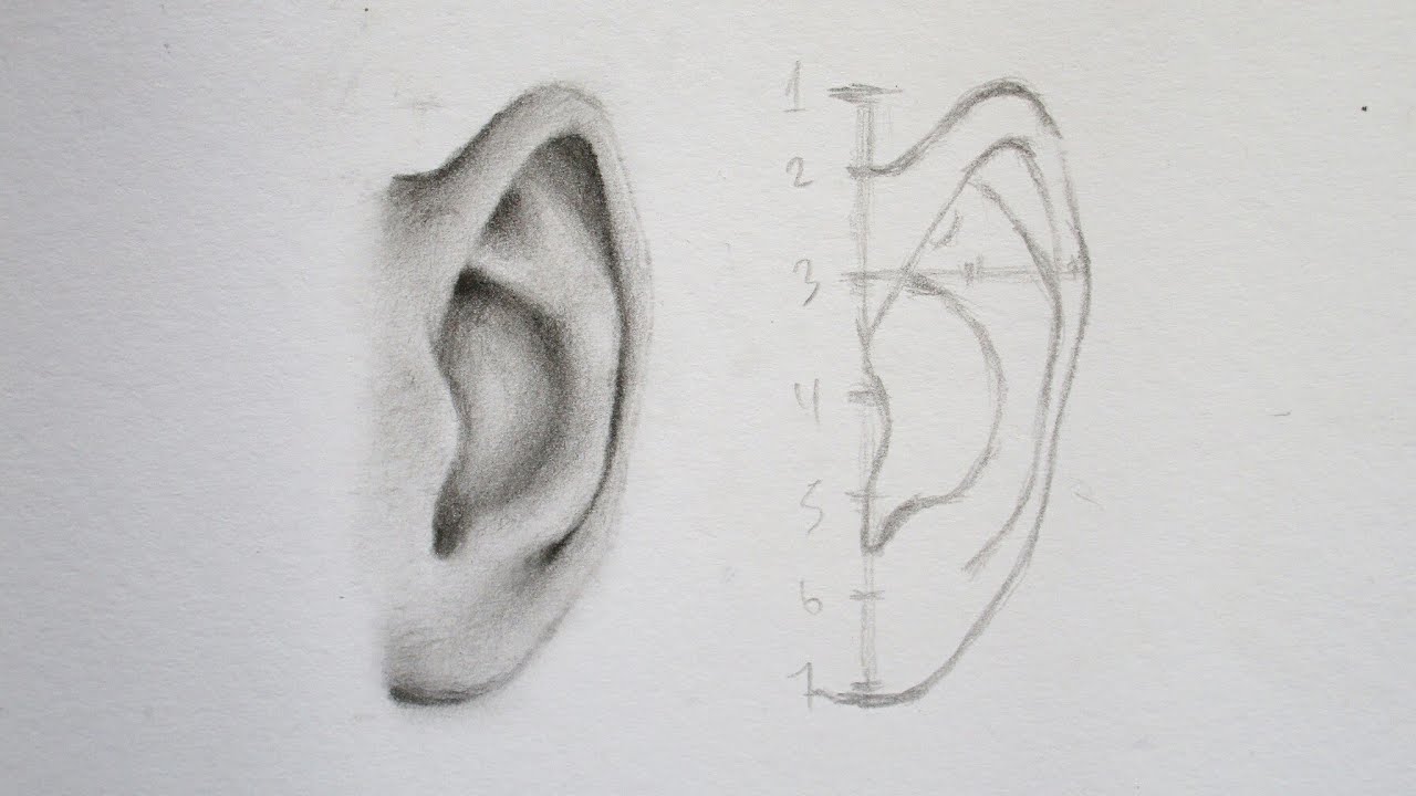 Cara Menggambar Telinga ( Tampak Depan ) Untuk Pemula - How To Draw Ears ( Front View )
