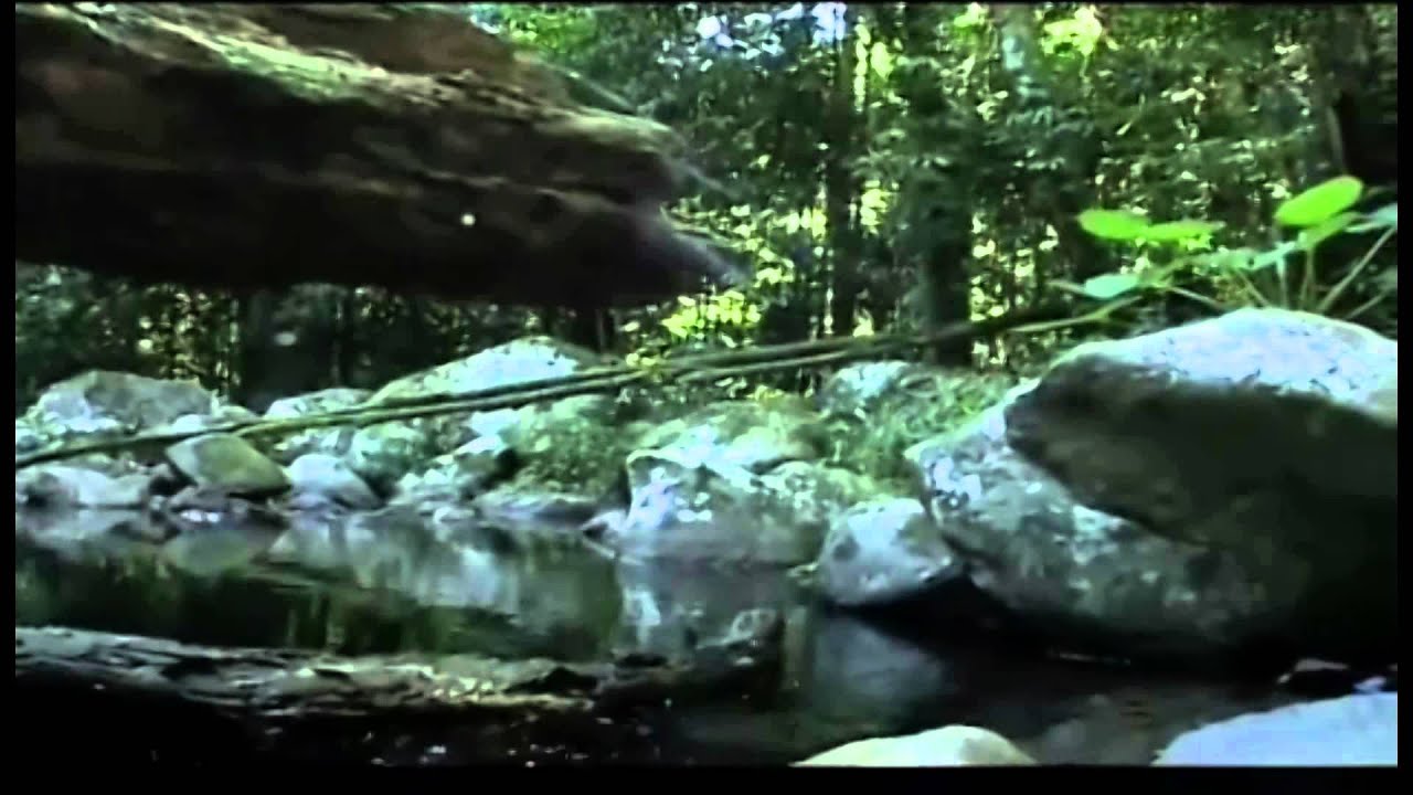 50 de Marzo - Chapare.mp4