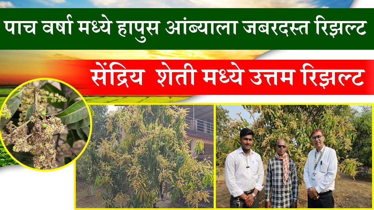 Indiagro Product Result | Mahad Mango Tree Best Result | 5 Years Plants Best Result