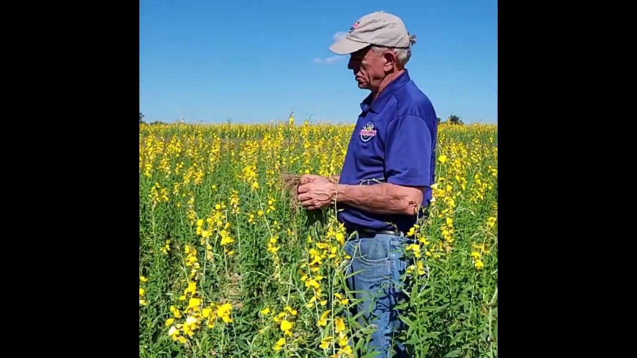 Types of Grasses on a Sustainable Cattle Farm