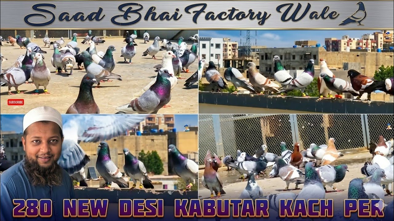Dil khush Kar Diya | Saad bhai factary wale | new kabutaron ki entry | 280 kach per gola kabutar 