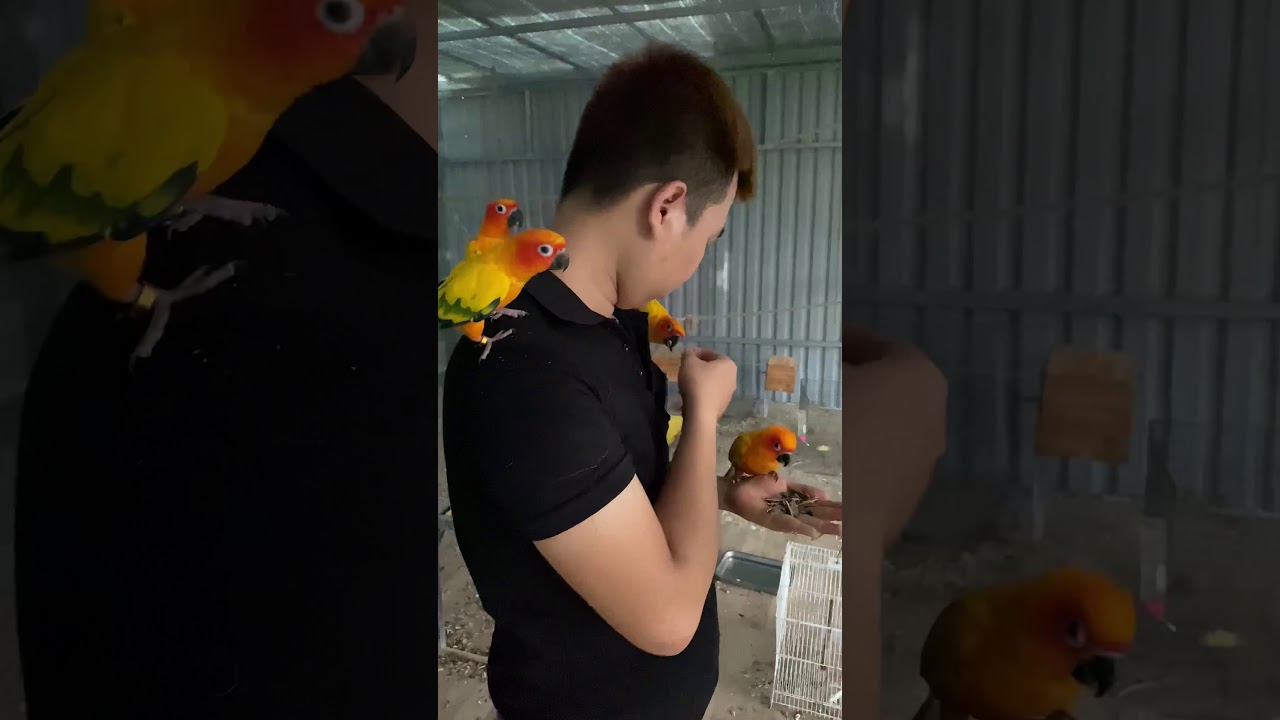 Cho vẹt sun conure ăn